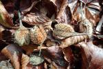 Beech tree nut shells (called beech mast) - birdsbloomsandbumbles