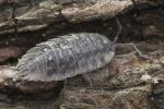 Common Woodlouse - Wildlife Trust