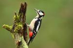 Great Spotted Woodpecker - RSPB