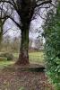 This tree has been 