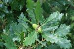 Oak leaves and Acorns - Woodland Trust