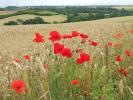 Poppies in a wheat field