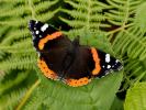 Red Admiral butterfly catarpillars feed on nettle leaves - Butterfly Conservation