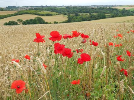 Poppies in a wheat field