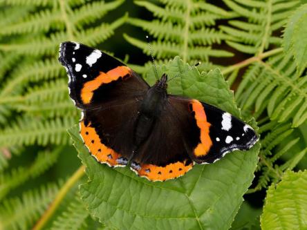 Red Admiral butterfly catarpillars feed on nettle leaves - Butterfly Conservation