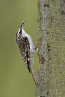 Treecreeper