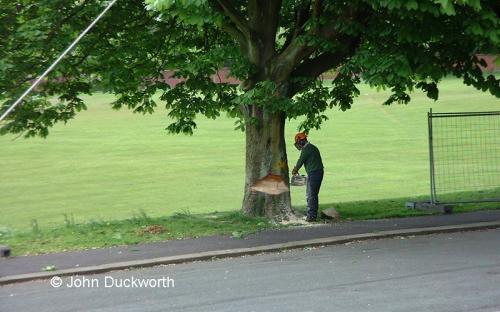  - Council's diagnosis of Bulgarian Canker did not exist.