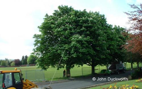  - Healthy trees cut down by Council after false  diagnosis