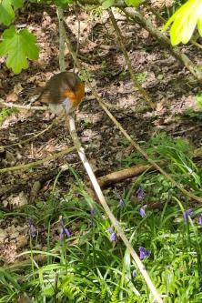  - Bluebells, robin and field maple at Memorial Park. Oak trees grow tall allowing other plants to grow.