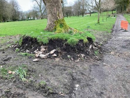  - These are the oldest trees in the park and the walls need to repaired