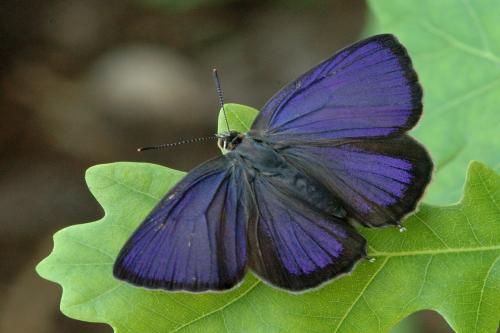  - Purple Hairstreak butterfly - Natural History Muesum of Northumbria