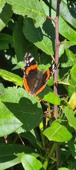  - Red Admiral Butterfly