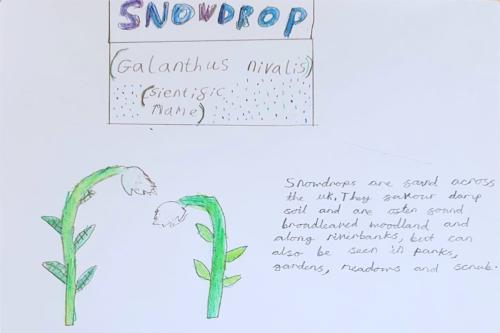  - Snowdrop poster 1