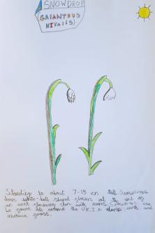  - Snowdrop poster