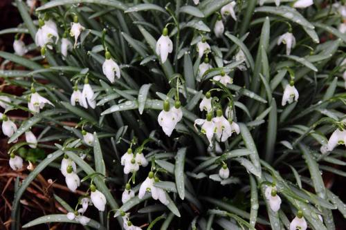  - Snowdrops at Memorial Park