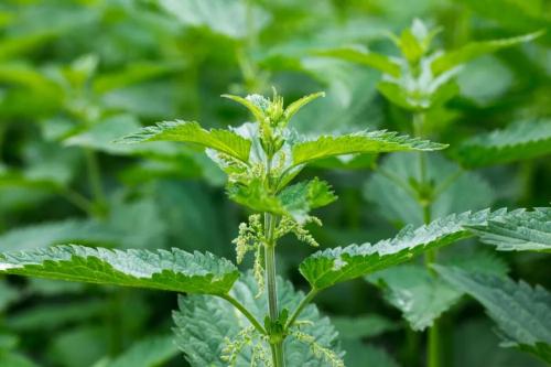  - Stinging nettle - Britannica