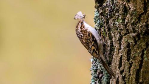  - Treecreeper - Woodland Trust