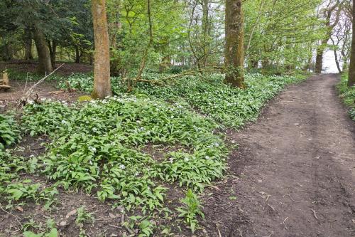  - Wild garlic at Memorial Park. This is an ancient woodland incidator, showing the age of Round Wood